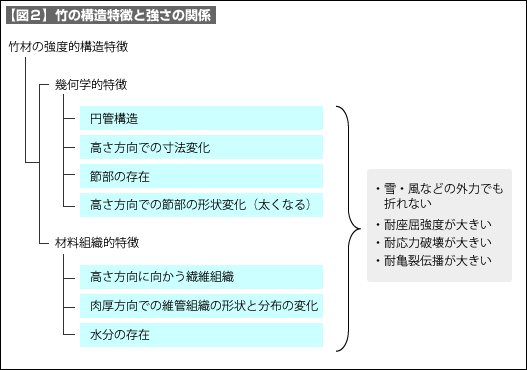 【図2】竹の構造特徴と強さの関係 【図2】竹の構造特徴と強さの関係