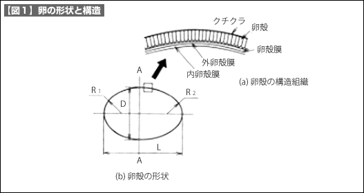 【図1】卵の形状と構造 【図1】卵の形状と構造